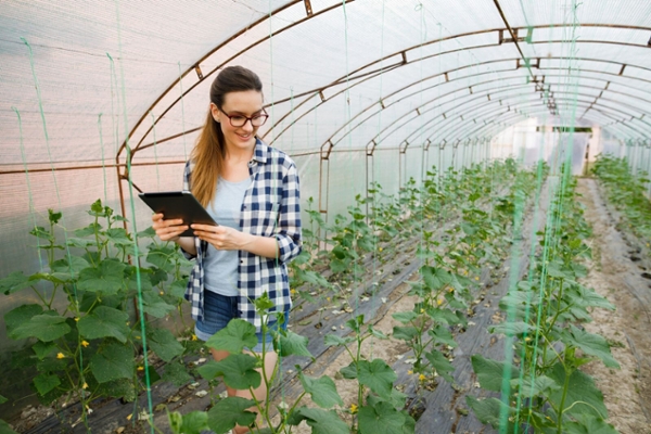 Woman in greenhouse examining plant growth